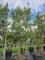 Afbeelding Steeneik - Quercus ilex