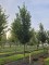 Afbeelding Laurierkers 'Caucasica' - Prunus laur. Caucasica