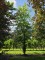 Afbeelding Groene Beuk - Fagus sylvatica