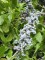 Afbeelding Amerikaanse wasgagel - Myrica pensylvanica