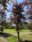 Afbeelding Rode beuk halfstam klimboom - Fagus sylvatica 'Atropunicea'