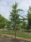Afbeelding Sierkers - Prunus x 'Yedoensis'