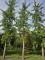 Afbeelding Japanse notenboom  Tempelboom - Ginkgo biloba