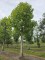 Afbeelding Franse knotplataan - Platanus x hispanica