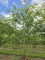 Afbeelding Krentenboompje - Amelanchier lamarckii