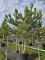 Afbeelding Oostenrijkse Den - Pinus nigra 'Nigra'