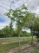 Afbeelding Albizia julibrissin - Albizia julibrissin