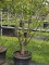 Afbeelding Prunus domestica 'Reine Claude d'Althan' - Paarse Reine Claude pruim