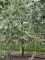 Afbeelding Grijsbladige sierpeer - Pyrus salicifolia 'Pendula'