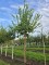 Afbeelding Chinese Sering - Syringa pekinensis 'China Snow'