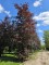 Afbeelding Rode beuk - Fagus sylvatica 'Atropunicea'