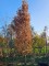 Afbeelding Zuilvorm van de inheemse zomereik - Quercus robur 'Fastigiata'