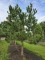Afbeelding Oostenrijkse Den - Pinus nigra 'Nigra'