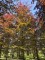 Afbeelding Rode beuk - Fagus sylvatica 'Atropunicea'