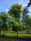 Afbeelding Amberboom - Liquidambar styraciflua