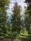 Afbeelding Rode of bruine beuk - Fagus sylvatica 'Atropunicea'