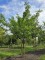 Afbeelding Valse Christusdoorn - Gleditsia triacanthos ‘Inermis'