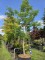 Afbeelding Perzische slaapboom - Albizia julibrissin