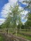 Afbeelding Treurwilg - Salix x sepulcralis 'Chrysocoma'