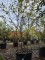 Afbeelding Krentenboom meerstam - Amelanchier lamarckii