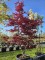 Afbeelding Japanse Esdoorn - Acer palmatum 'Red Flash'