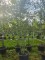 Afbeelding Winterlinde meerstam - Tilia cordata
