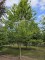 Afbeelding Zuilvormige haagbeuken op stam - Carpinus betulus 'Frans Fontaine'   (Fastigiata)