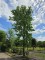 Afbeelding Amberboom - Liquidambar styraciflua