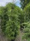 Afbeelding Hemlockspar - Tsuga canadensis