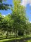 Afbeelding Plataan - Platanus hispanica