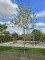 Afbeelding Rode sierappel met witte bloesem - Malus 'Red Sentinel'