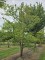 Afbeelding Veelbloemige kornoelje 'Cherokee Chief' - Cornus florida 'Cherokee Chief'