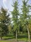 Afbeelding Japanse notenboom  Tempelboom - Ginkgo biloba