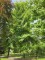 Afbeelding Amberboom - Liquidambar styraciflua