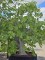Afbeelding Vijg - Ficus carica 'Brown Turkey'