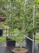 Afbeelding Japanse esdoorn - Acer palmatum 'Osakazuki'