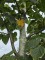 Afbeelding Linde - Tilia x flavescens 'Glenleven'