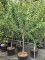 Afbeelding Reine Claude handpruim - Prunus domestica 'Reine Claude d'Oullins'