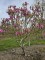 Afbeelding Magnolia 'Susan' - Magnolia 'Susan'