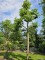 Afbeelding Franse knotplataan - Platanus x hispanica