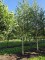 Afbeelding Witte berk - Betula utilis 'Jacquemontii' (Doorenbos)
