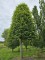 Afbeelding Haagbeuk - Carpinus betulus Fastigiata