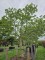 Afbeelding Magnolia Betty - Magnolia 'Betty'