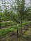 Afbeelding Jonagold handappel - Malus domestica 'Jonagold'