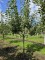 Afbeelding Notarisappel laagstam - Malus domestica 'Notarisappel'