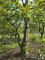 Afbeelding Haagbeuk - Carpinus betulus