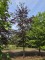 Afbeelding Rode beuk - Fagus sylvatica 'Atropunicea'
