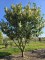 Afbeelding Laurierkers - Prunus laurocerasus 'Rotundifolia'