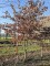 Afbeelding Groene Beuk - Fagus sylvatica