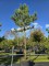 Afbeelding Oostenrijkse den - Pinus nigra 'Nigra'